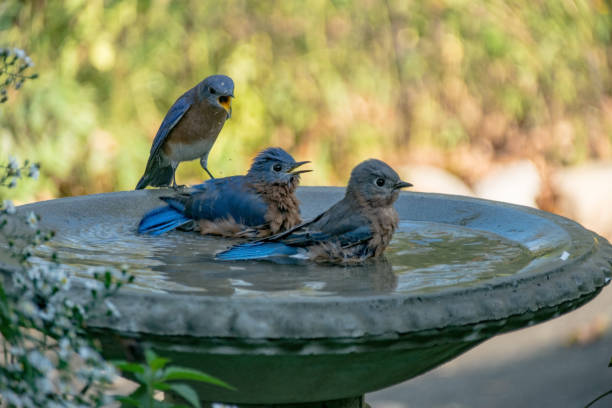 Best Heated Bird Baths Bird Watching Experts