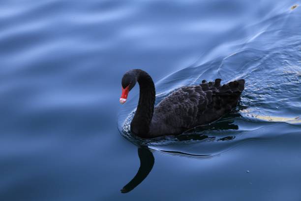 Black Swan 1 Bird Watching Experts